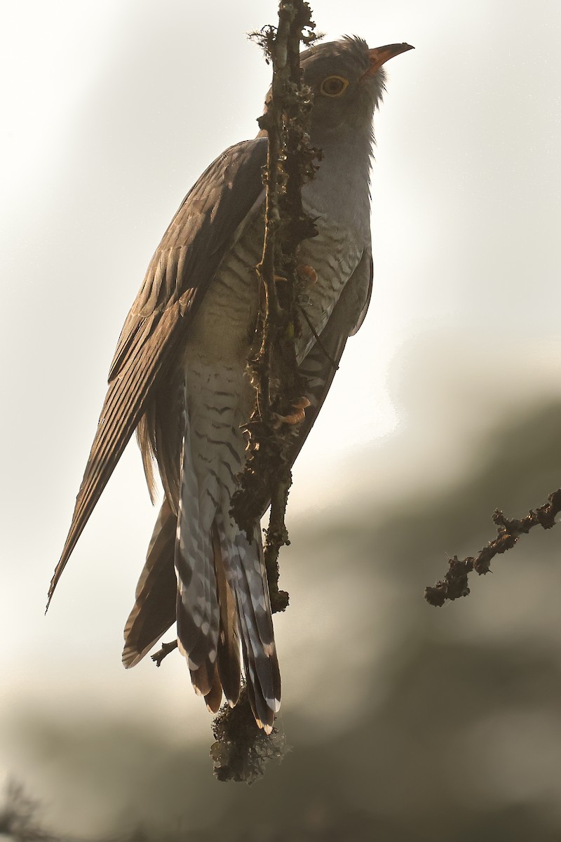 African Cuckoo - ML621743597