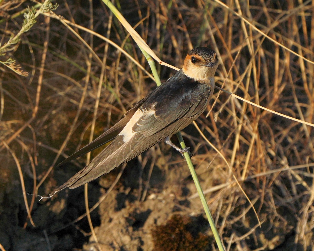 Red-rumped Swallow - Jörg Albert