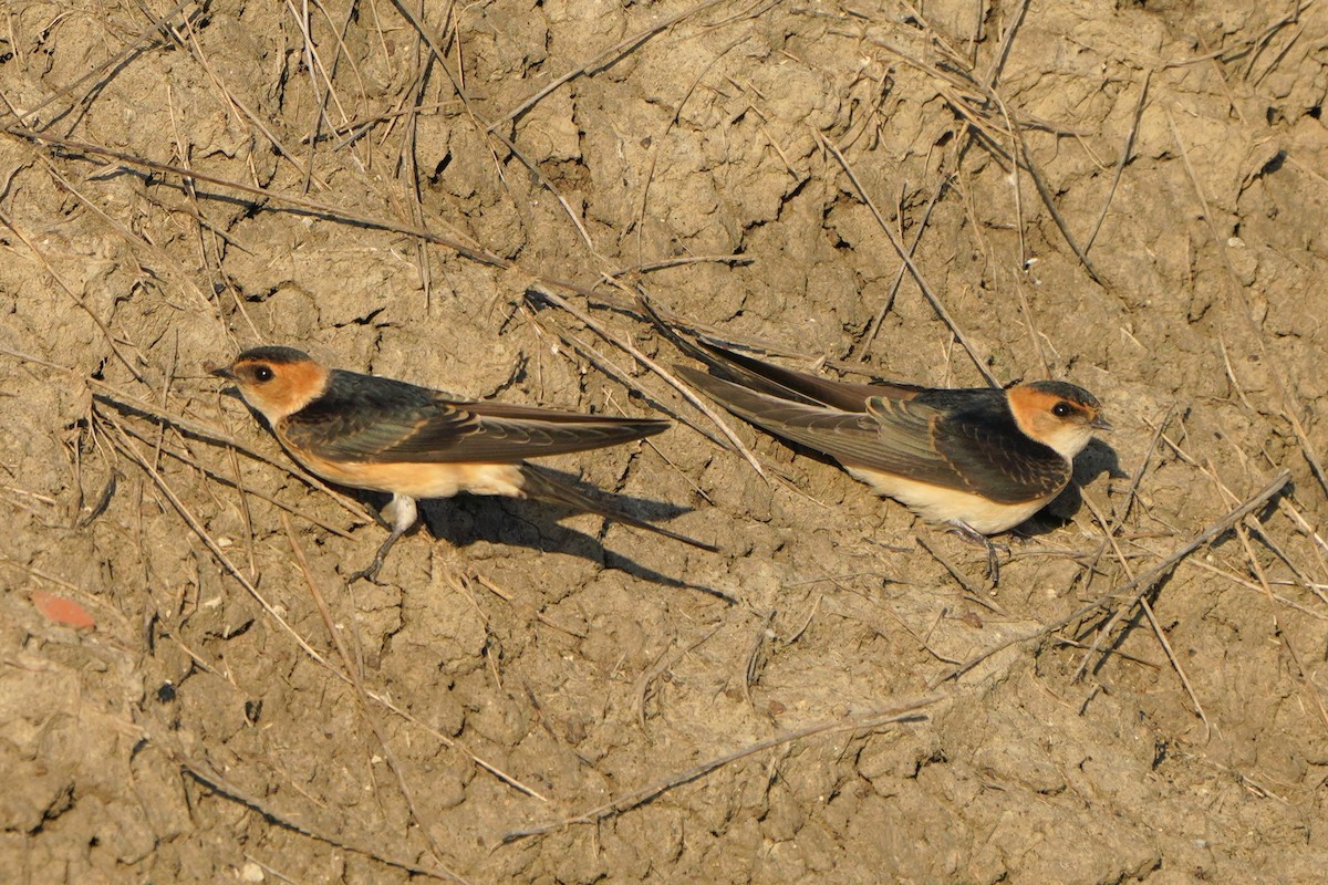 Red-rumped Swallow - Jörg Albert