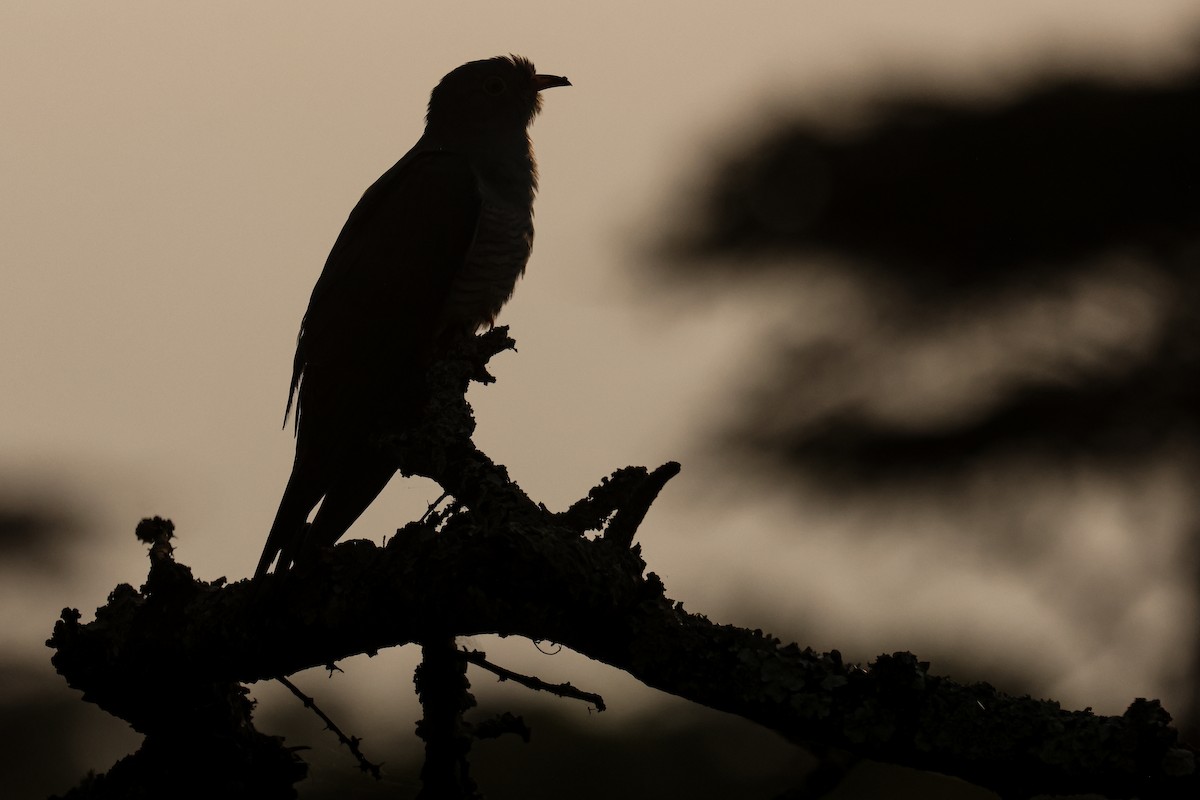 African Cuckoo - ML621743603