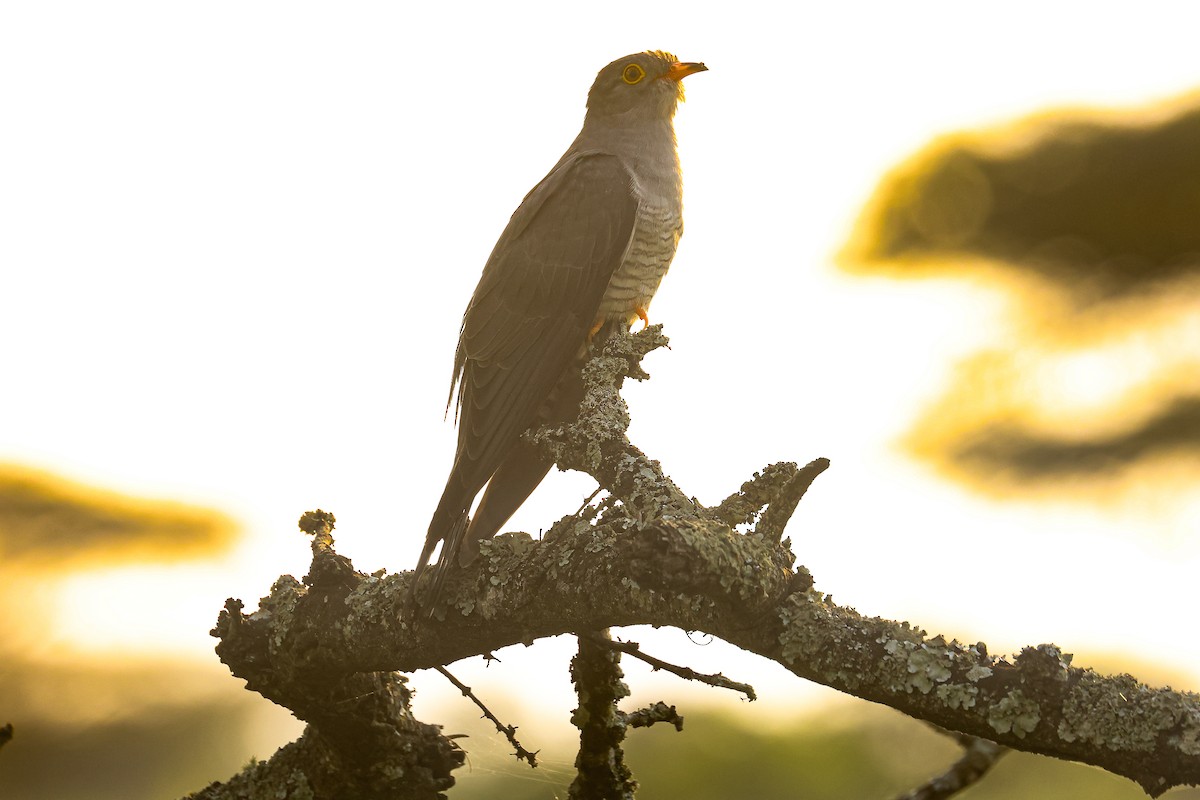 African Cuckoo - ML621743604