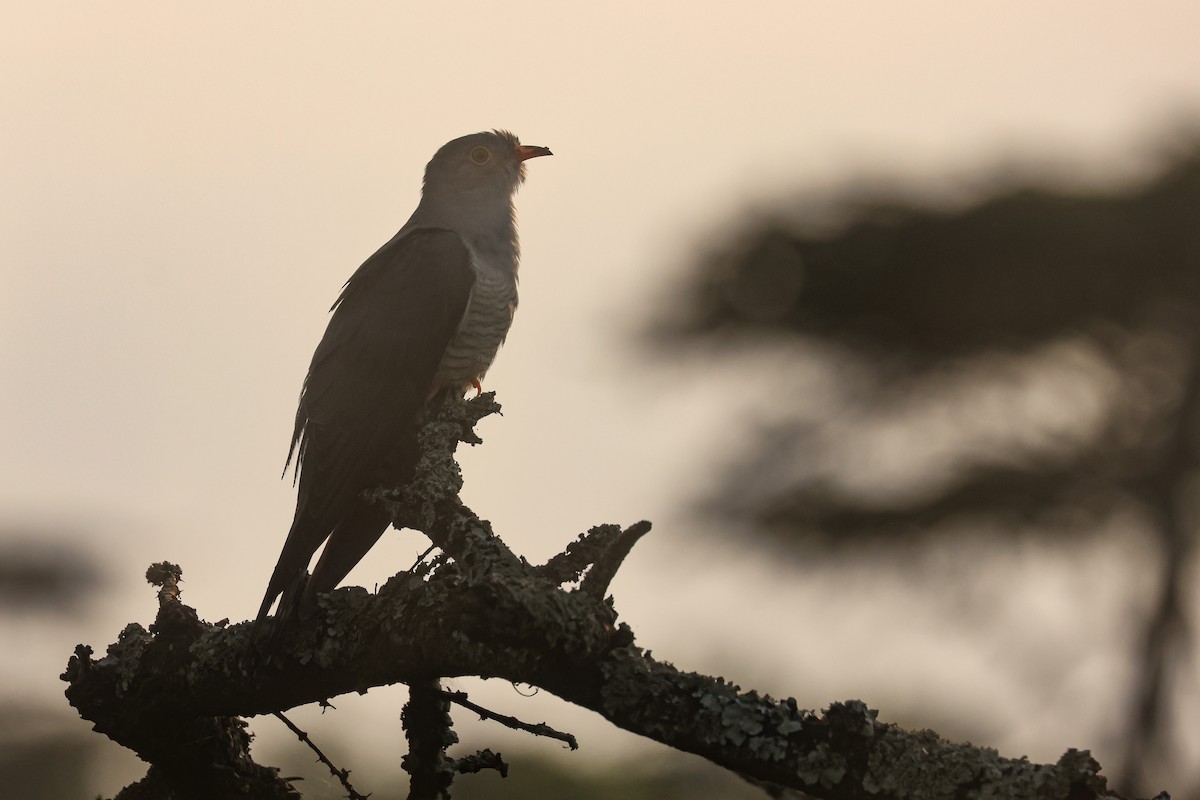 African Cuckoo - Frank Thierfelder