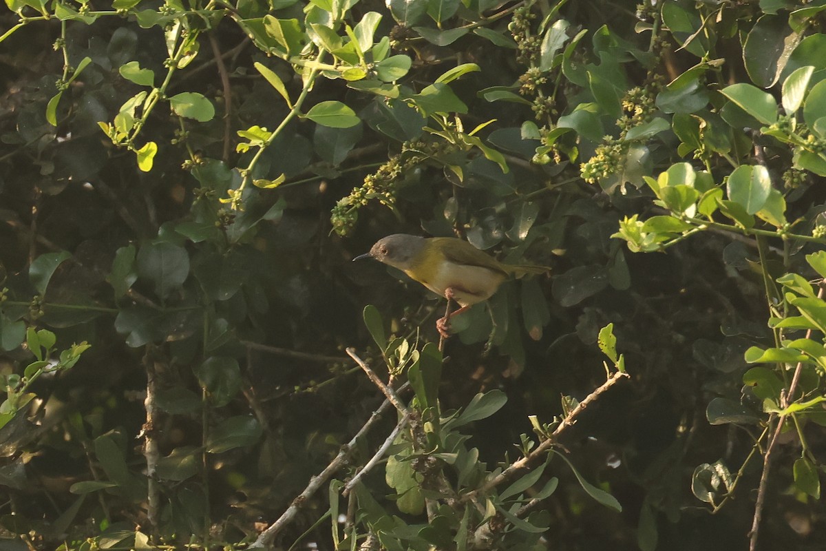 Yellow-breasted Apalis - ML621743633