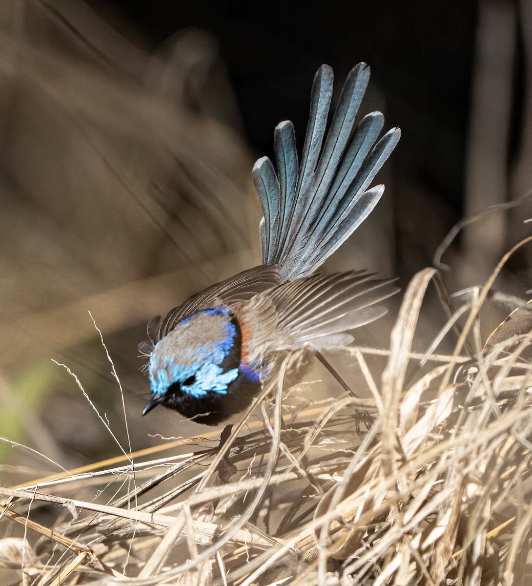 Variegated Fairywren - ML621743657