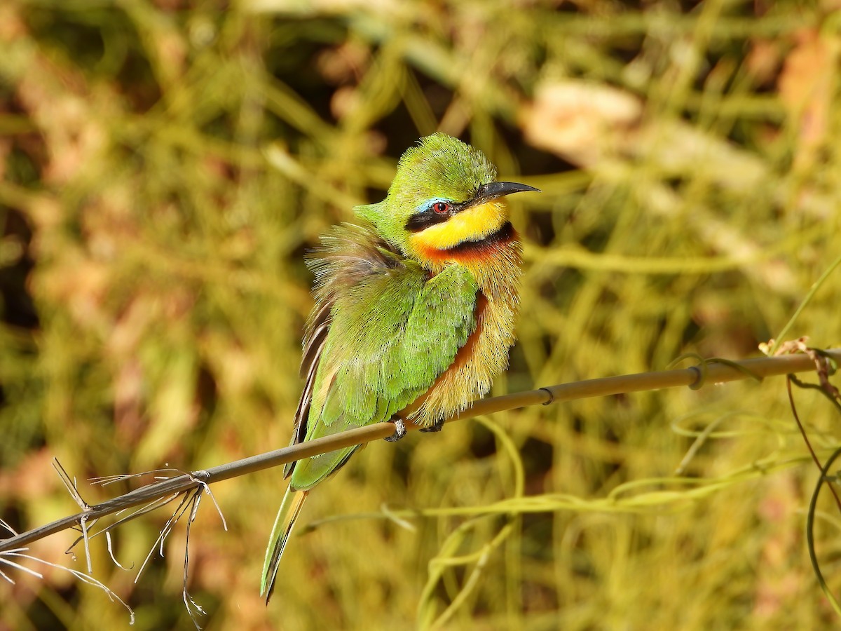 Little Bee-eater - ML621743667