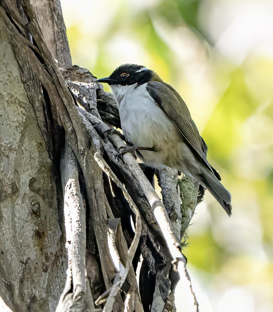 White-naped Honeyeater - ML621743684