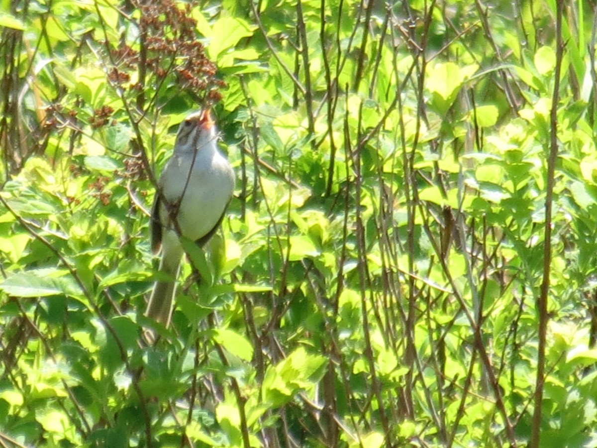 Clay-colored Sparrow - ML621743691