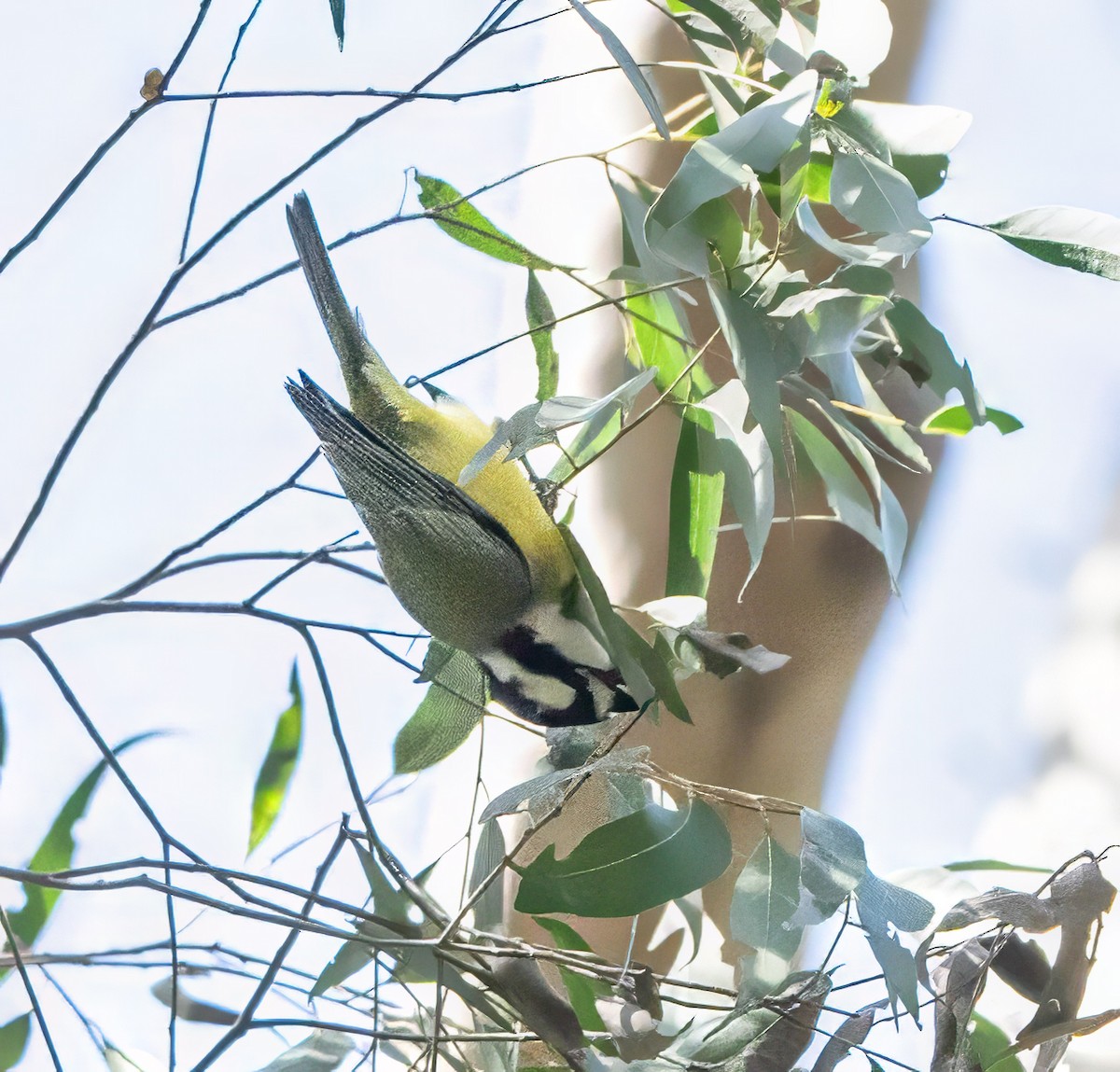 Eastern Shrike-tit - ML621743705