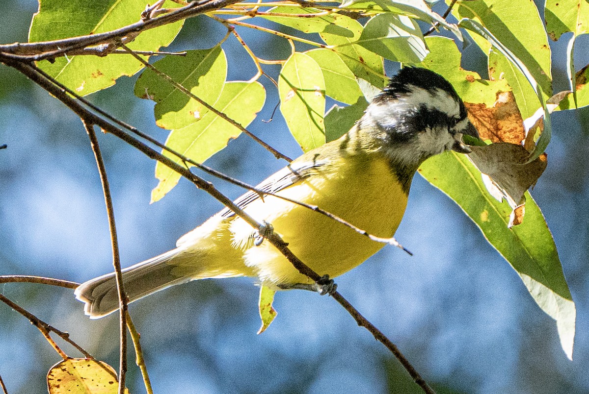 Eastern Shrike-tit - ML621743707