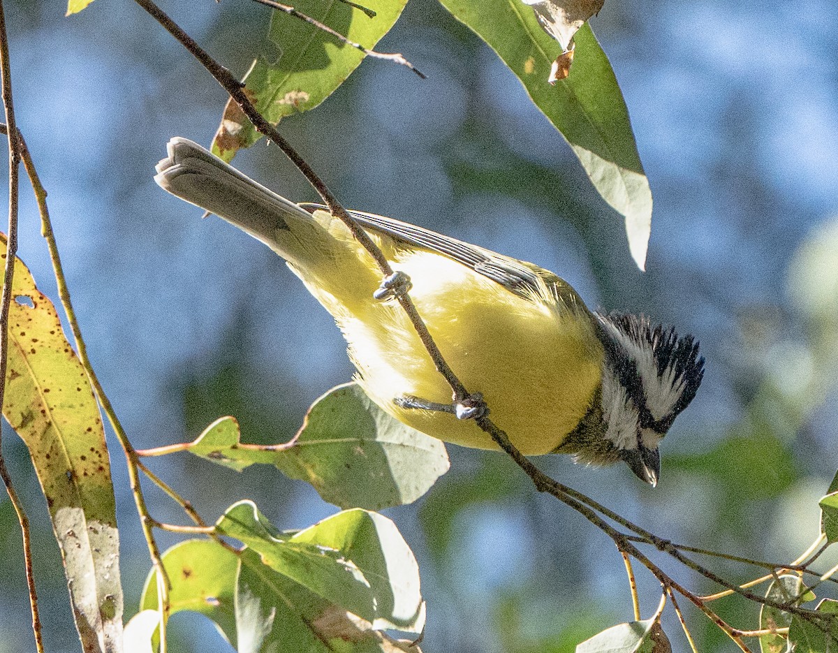 Eastern Shrike-tit - ML621743708