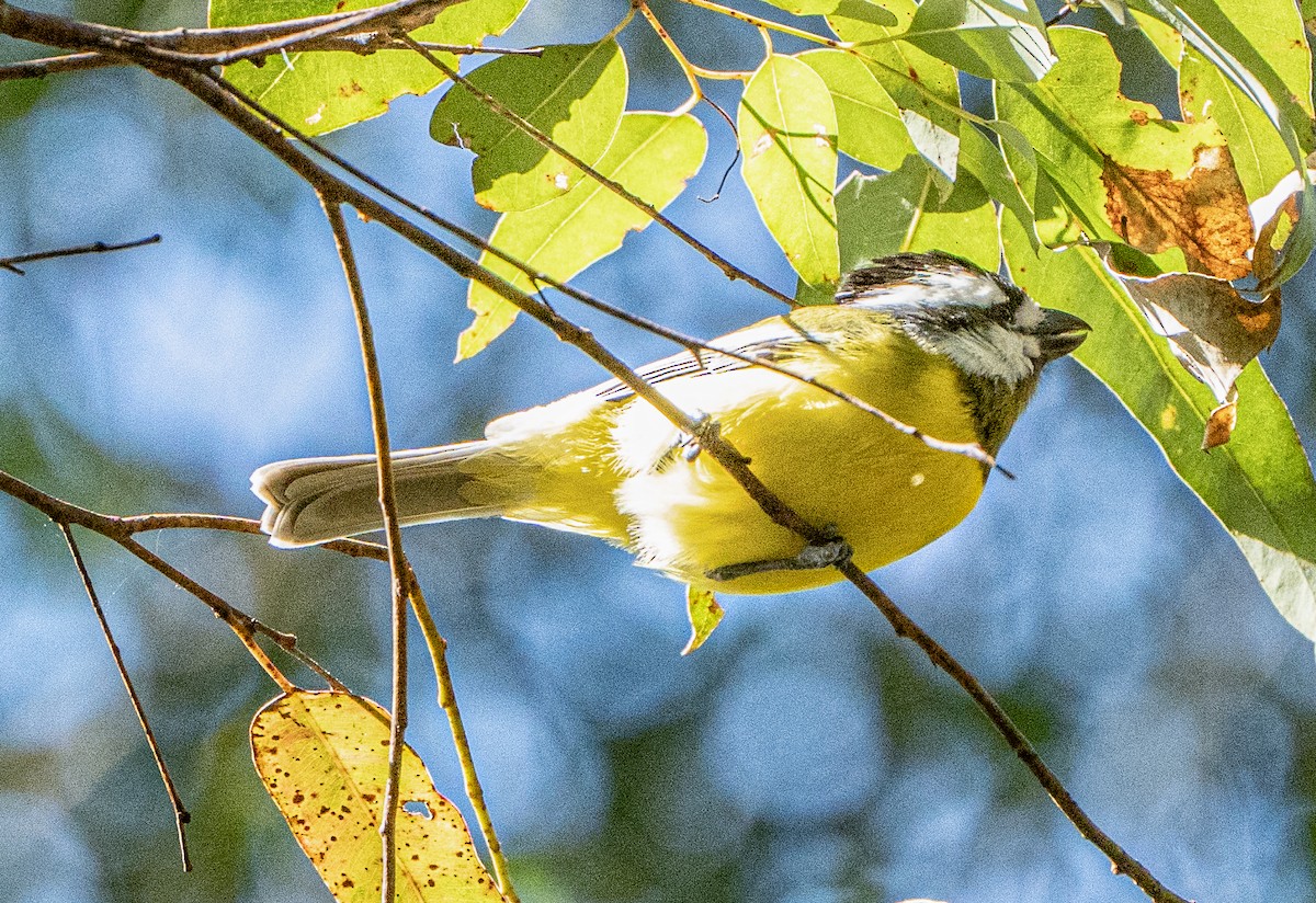 Eastern Shrike-tit - ML621743710