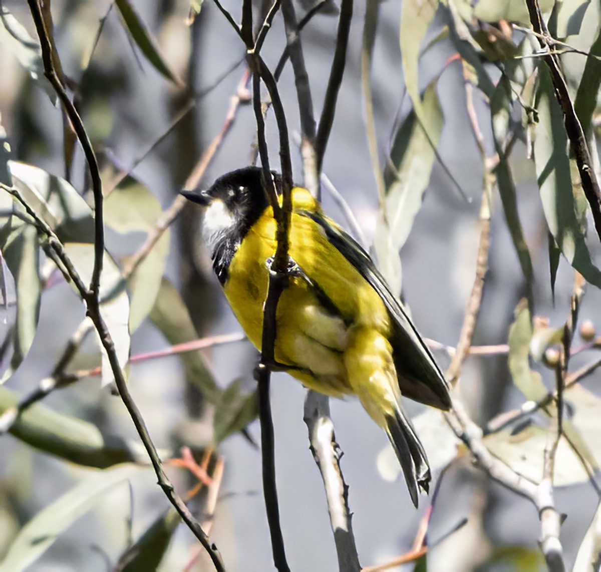 Golden Whistler - ML621743715