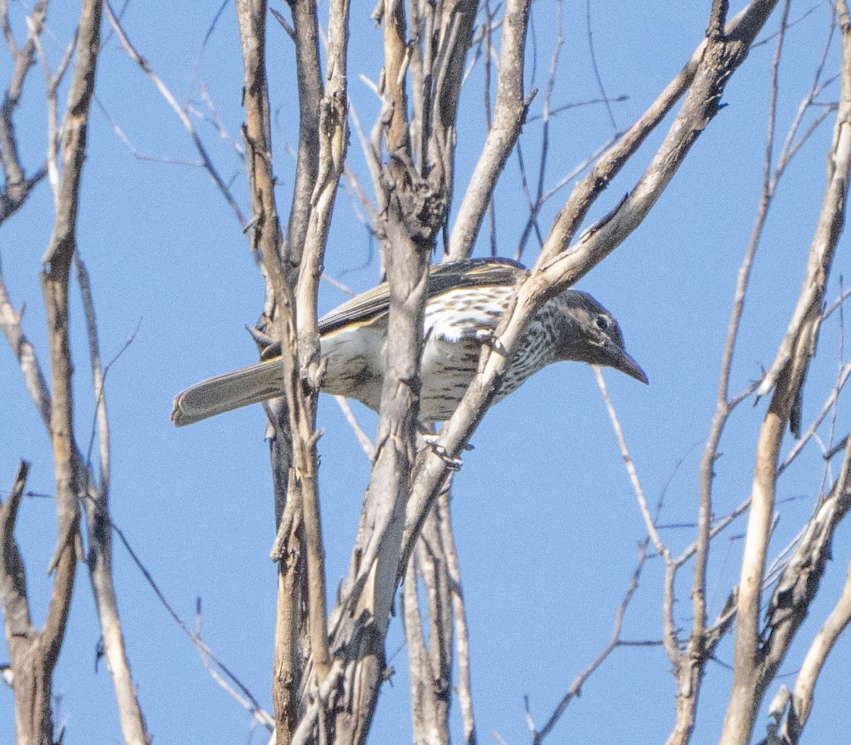 Australasian Figbird - ML621743726