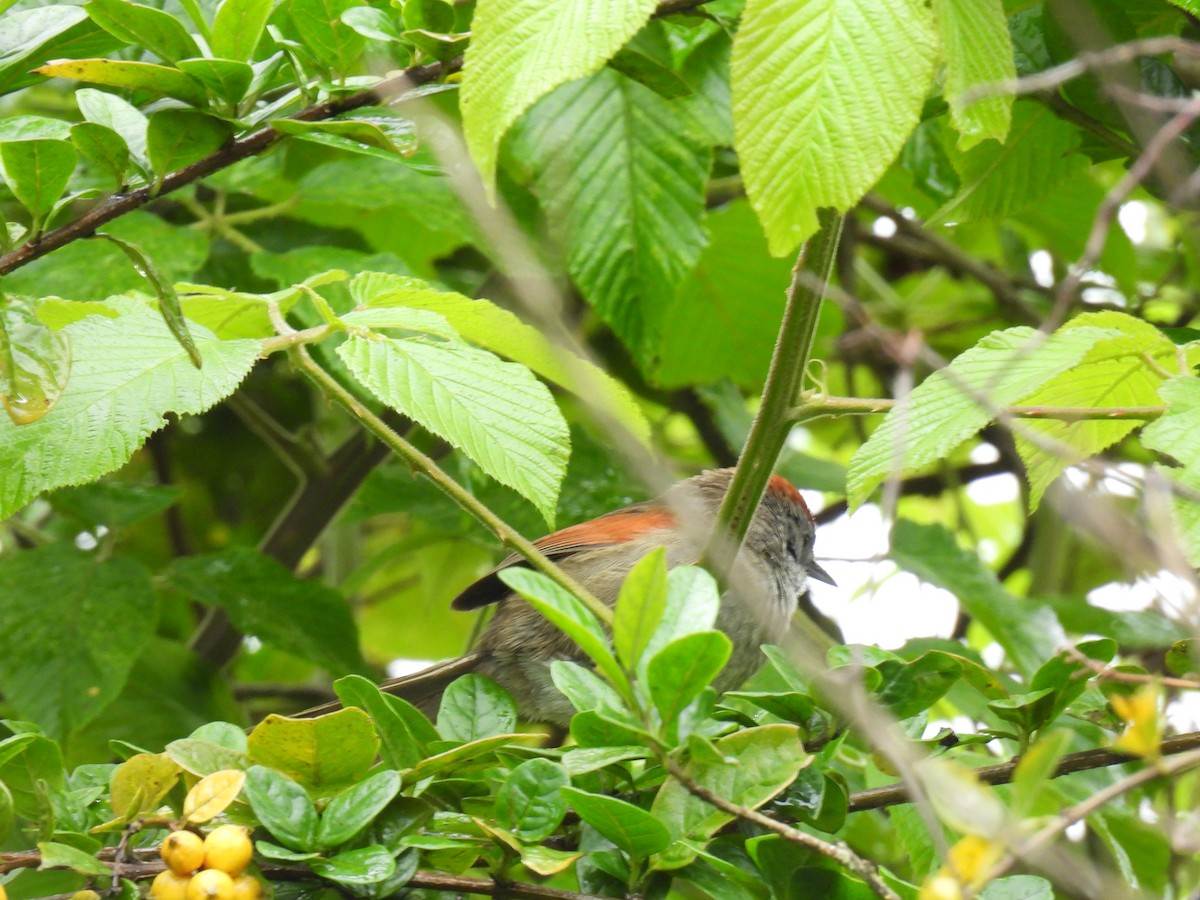 Silvery-throated Spinetail - Harley Gómez Ramírez