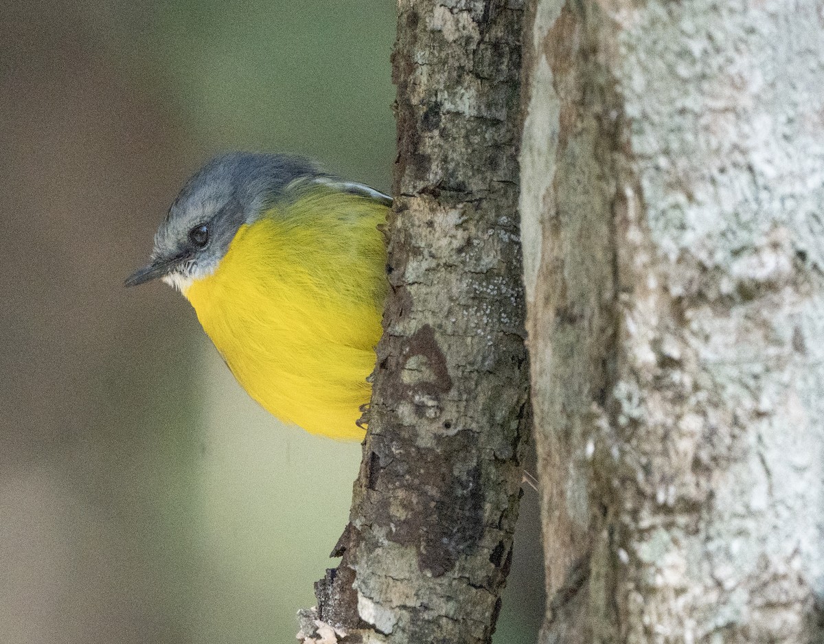 Eastern Yellow Robin - ML621743729