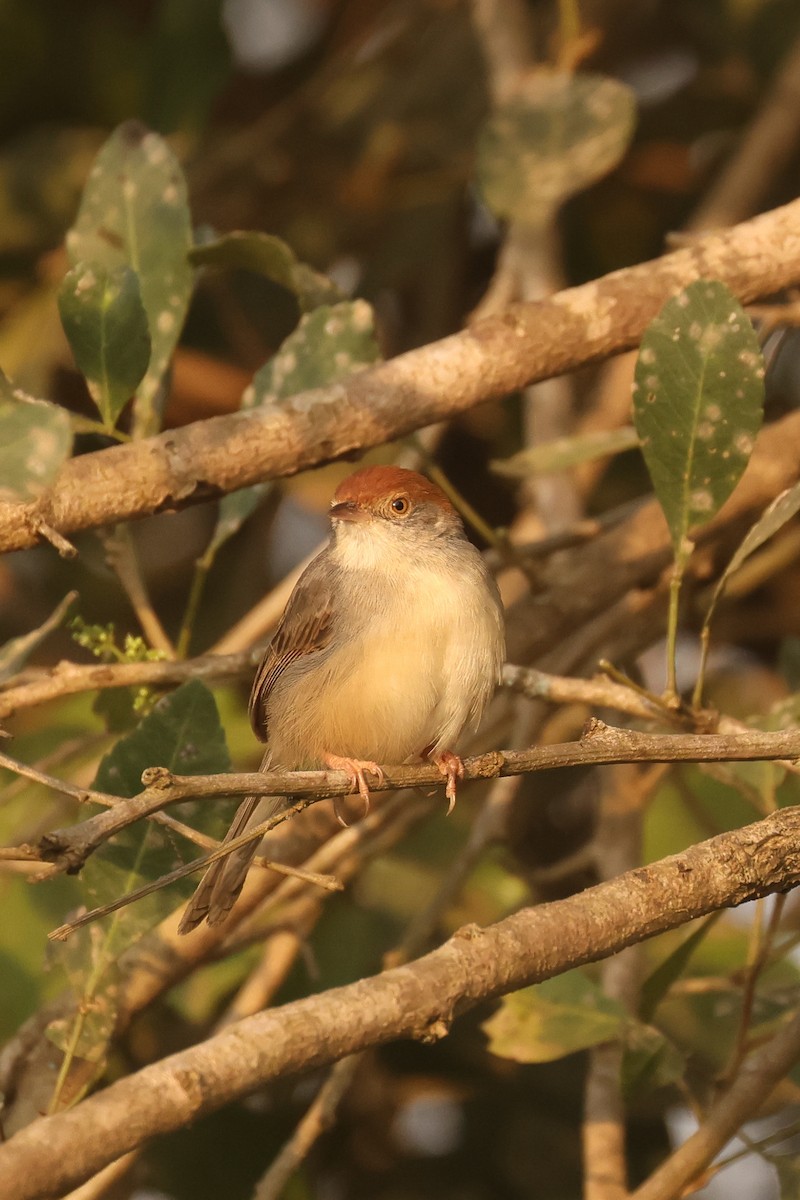 Tabora Cisticola - ML621743734