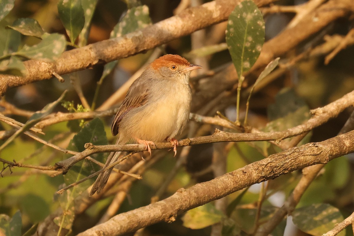 Tabora Cisticola - ML621743735