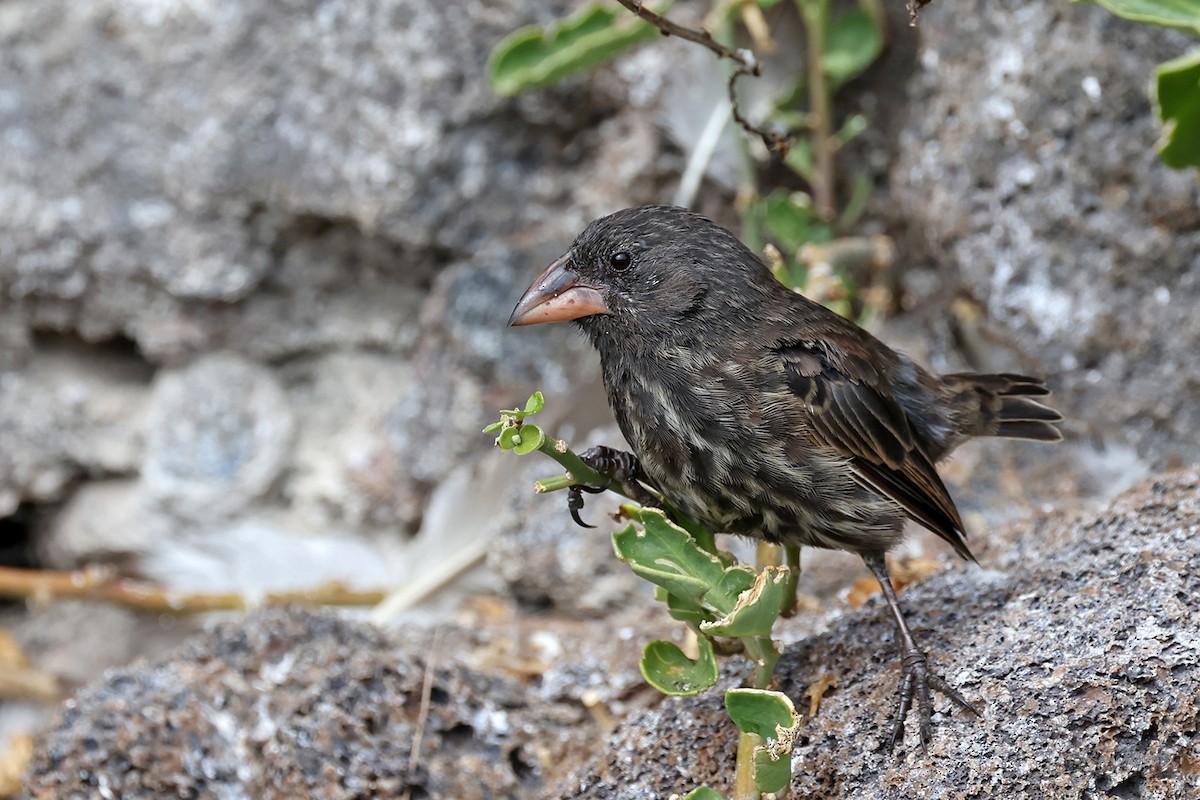 Genovesa Cactus-Finch - ML621743812