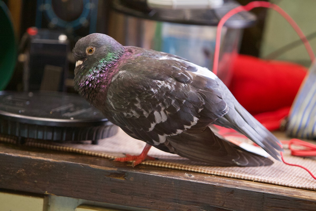 Rock Pigeon (Feral Pigeon) - ML621743847