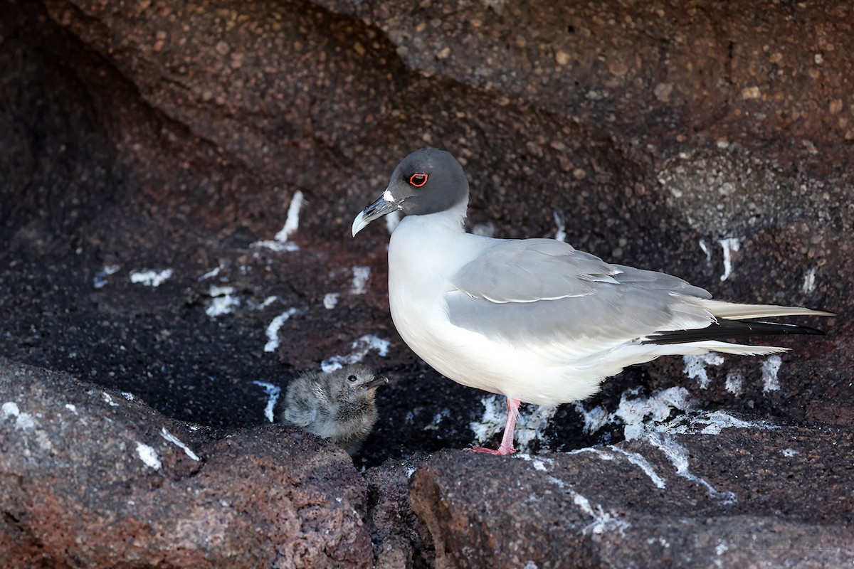 Swallow-tailed Gull - ML621743856