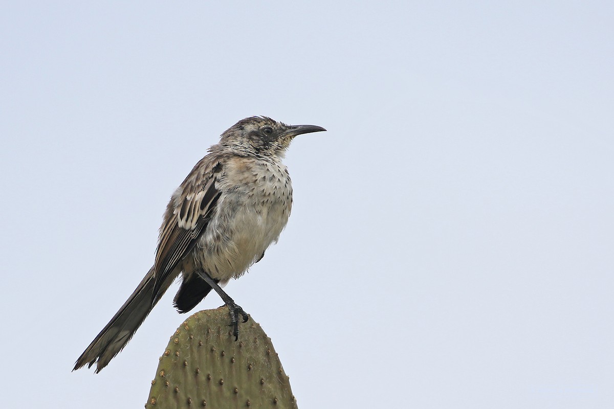 Galapagos Mockingbird - ML621743858