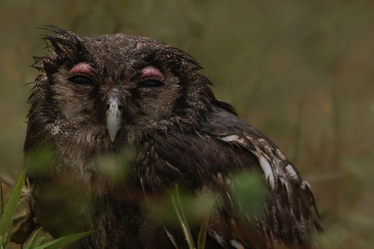 Verreaux's Eagle-Owl - ML621743872