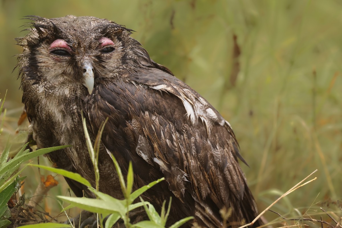 Verreaux's Eagle-Owl - ML621743873