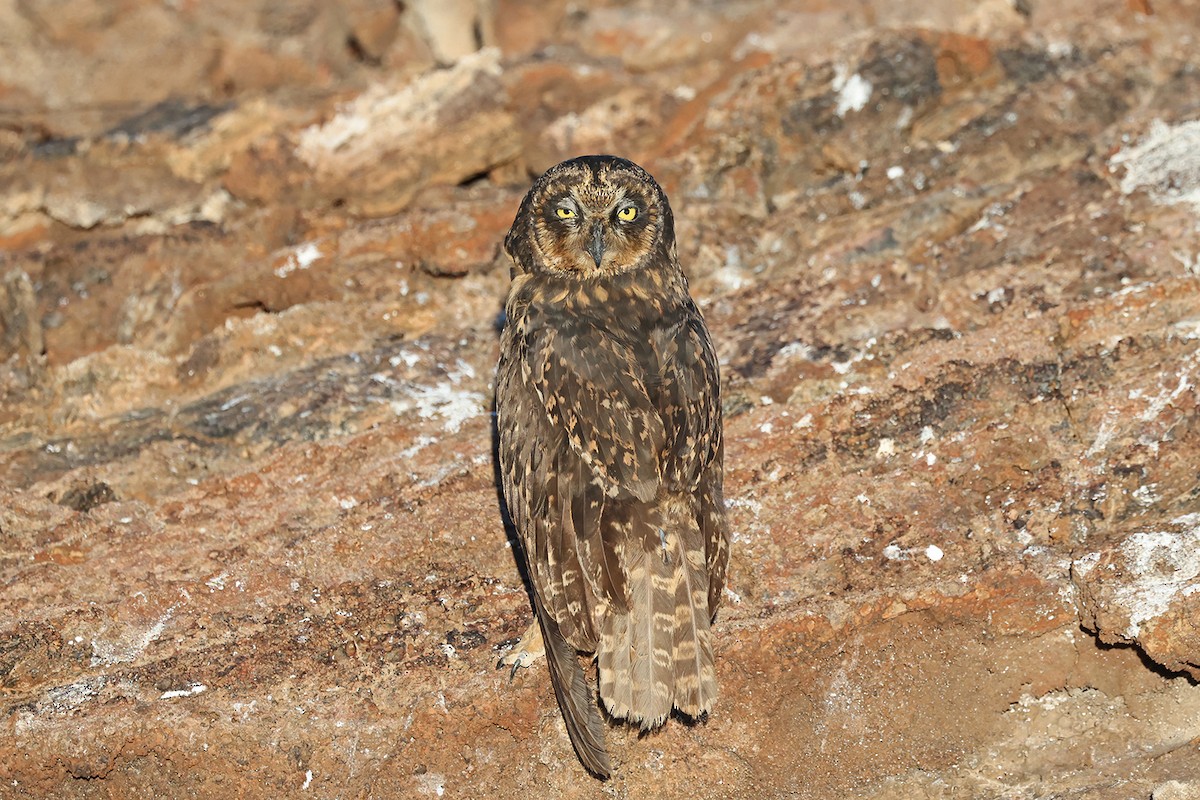 Short-eared Owl (Galapagos) - ML621743880