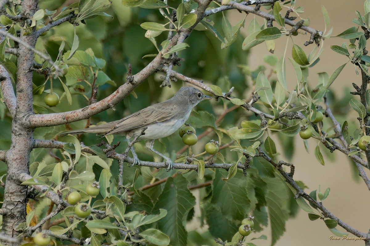 Olive-tree Warbler - ML621743886