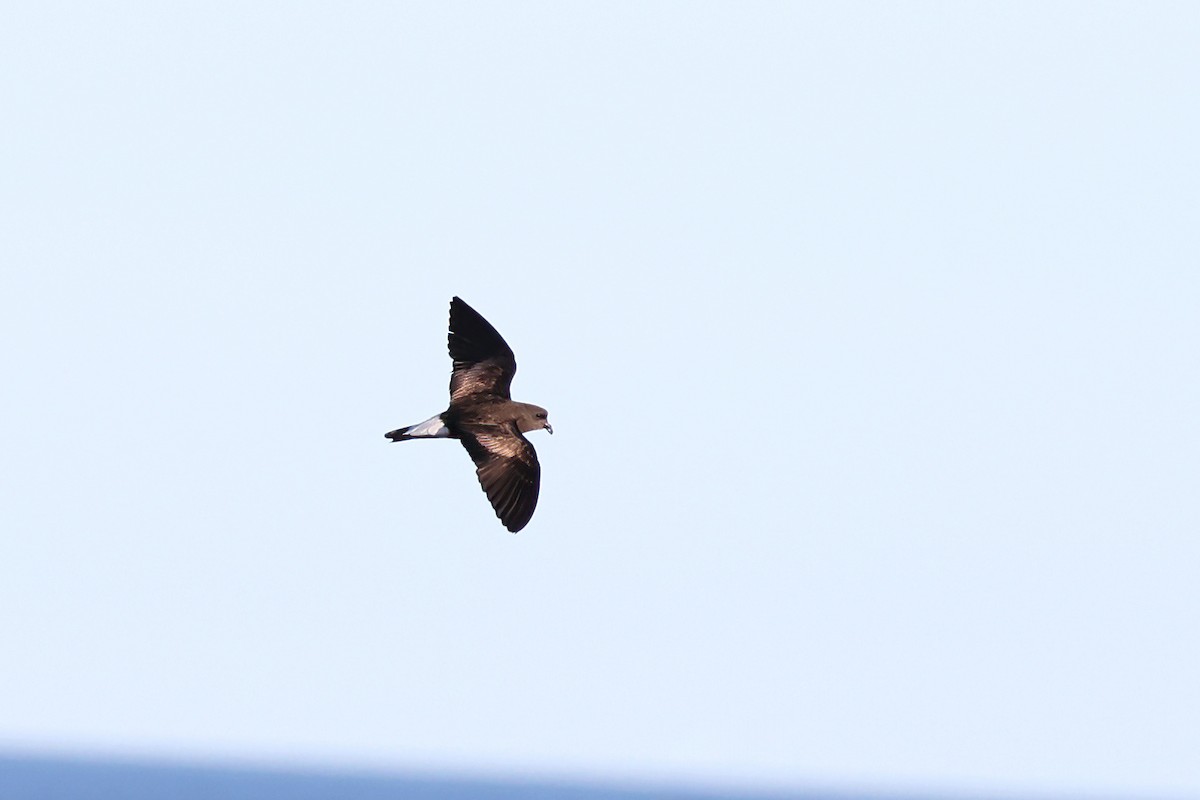 Wedge-rumped Storm-Petrel - Roksana and Terry