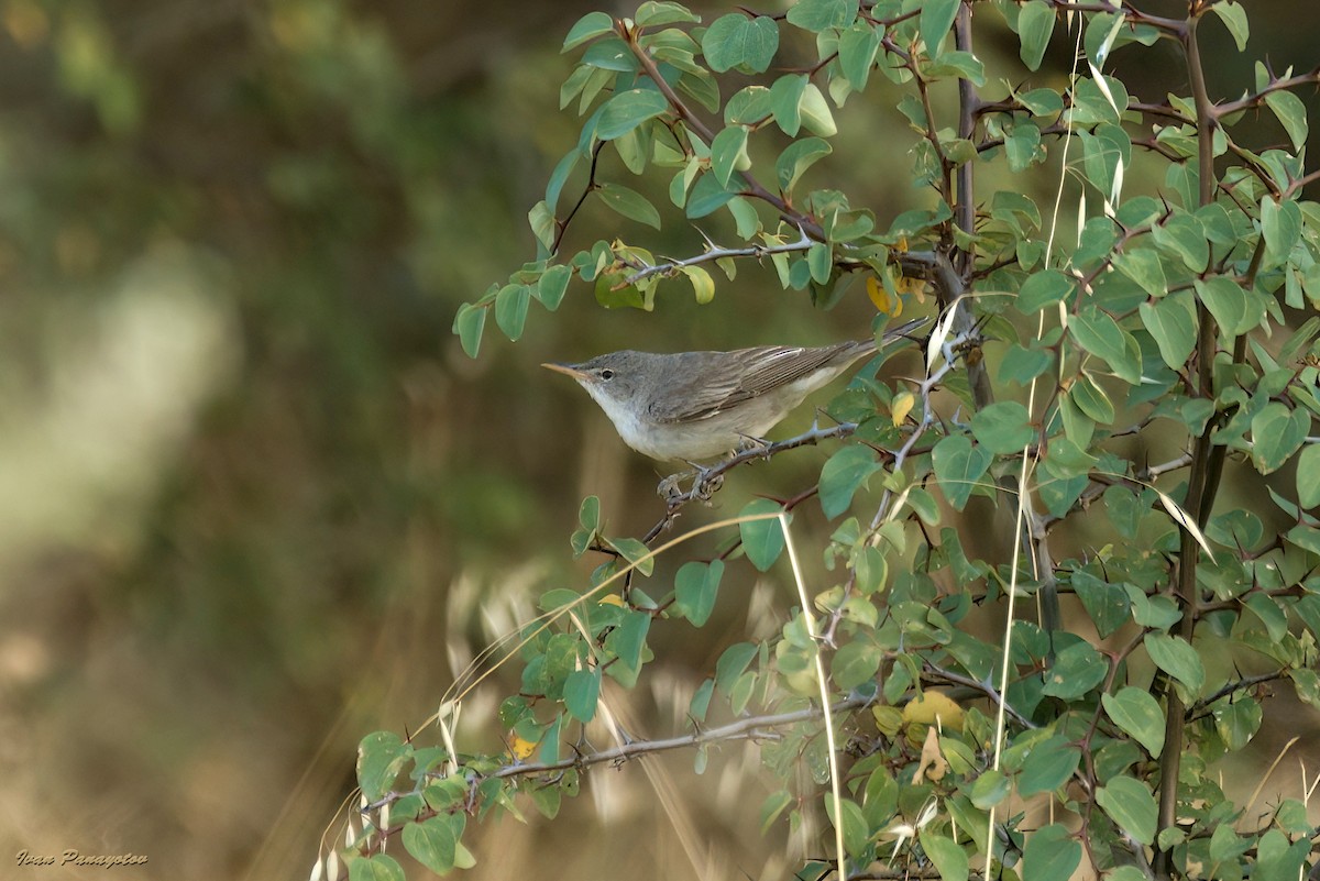 Olive-tree Warbler - Ivan Panayotov