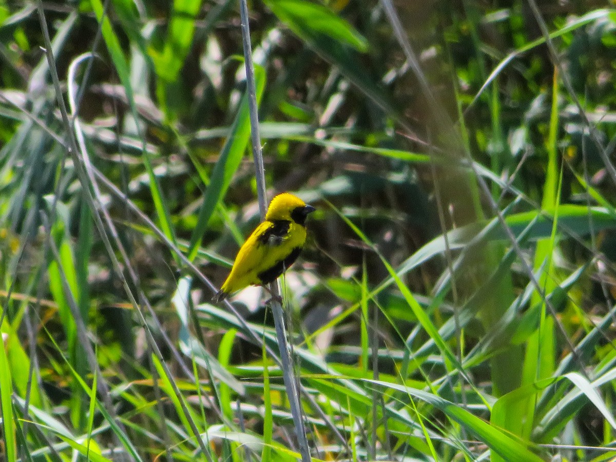 Yellow-crowned Bishop - ML621743895