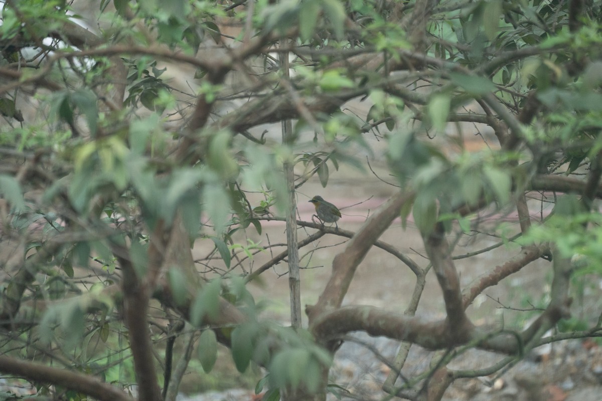 Stripe-throated Bulbul - ML621743915
