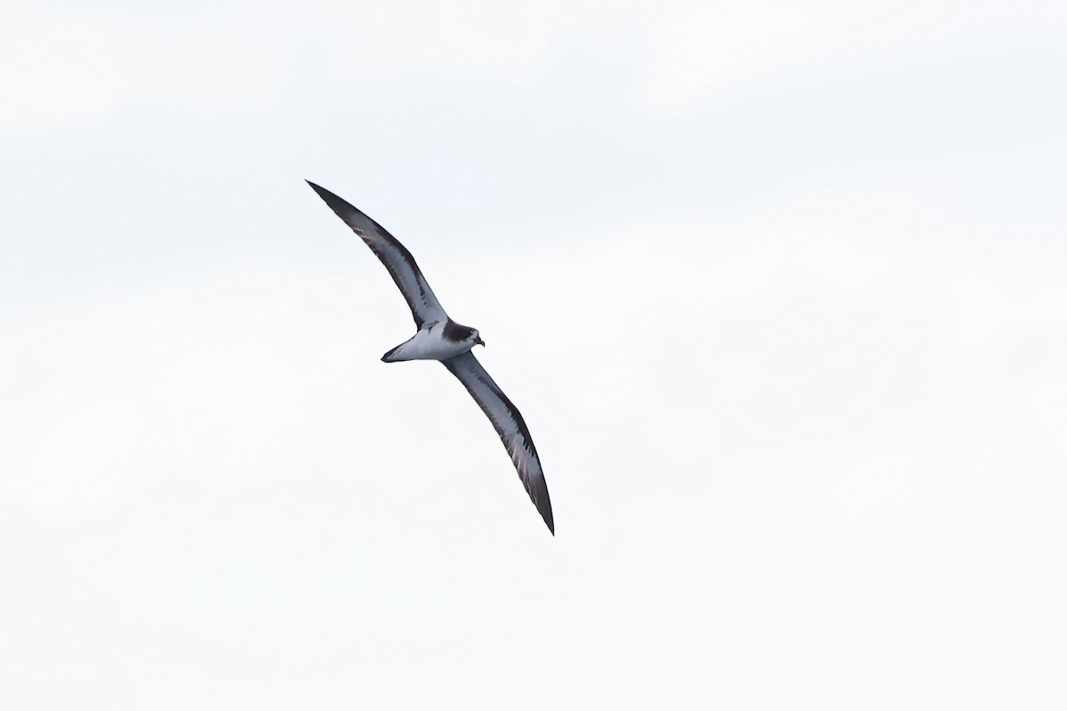 Galapagos Petrel - ML621743935