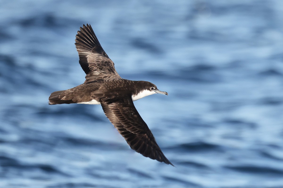 Galapagos Shearwater - Roksana and Terry