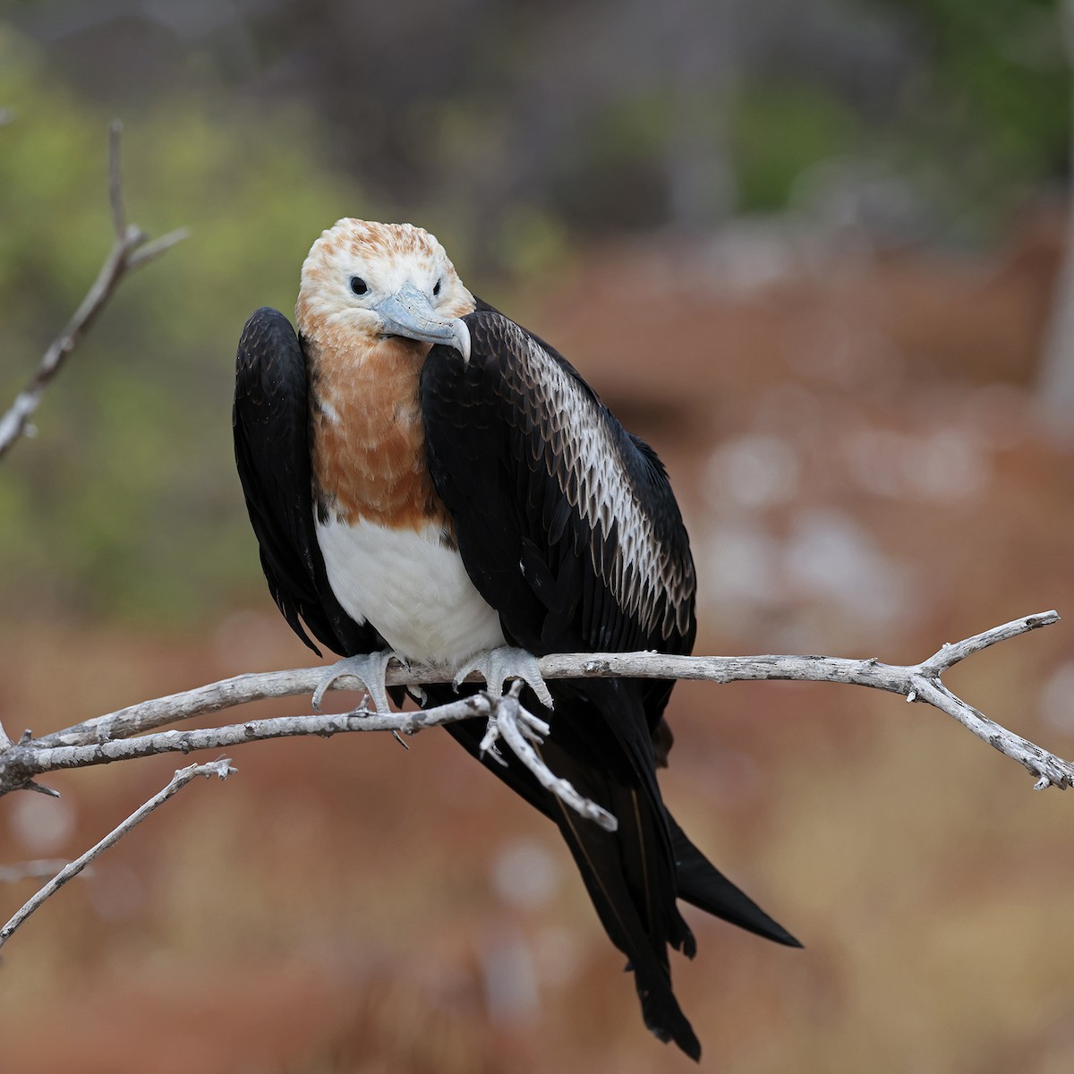 Great Frigatebird - ML621743986