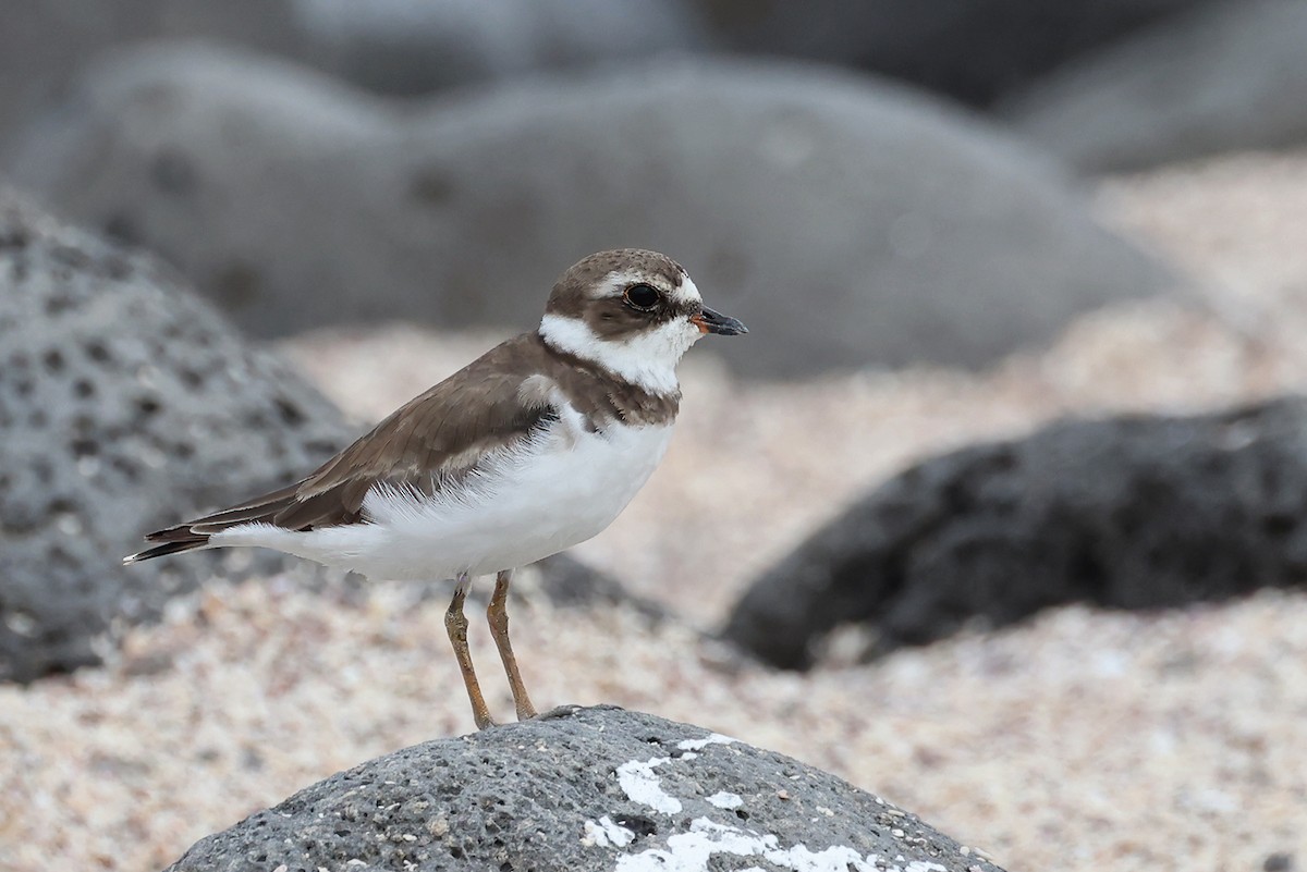 Semipalmated Plover - ML621744015