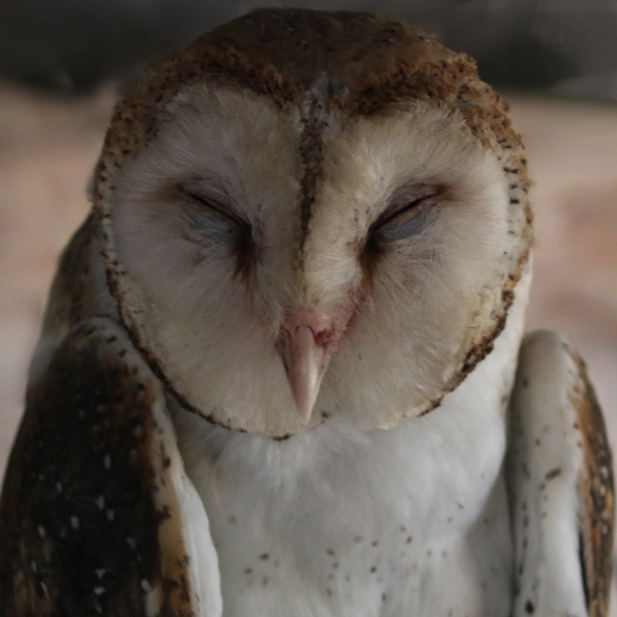 Barn Owl (Galapagos) - ML621744030