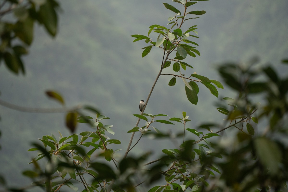 Sooty-headed Bulbul - ML621744036