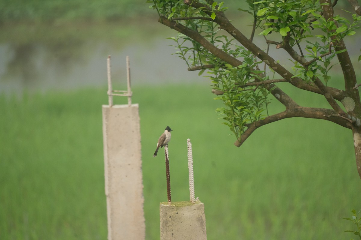 Sooty-headed Bulbul - ML621744037