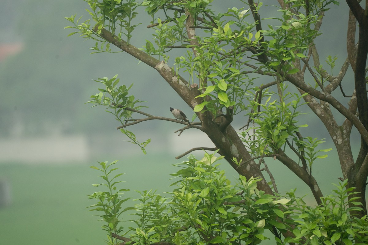 Sooty-headed Bulbul - ML621744039
