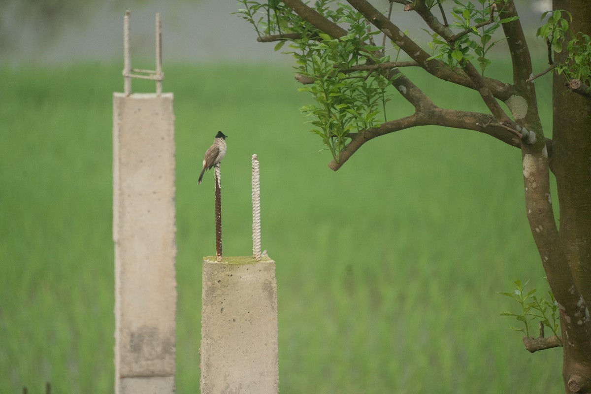 Sooty-headed Bulbul - ML621744040