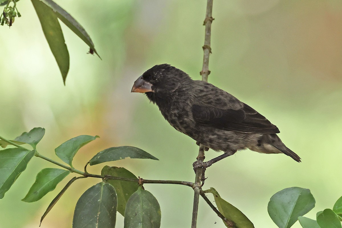 Large Ground-Finch - ML621744059