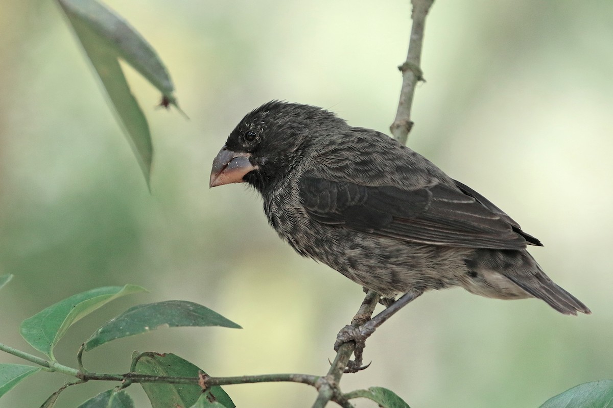 Large Ground-Finch - ML621744063