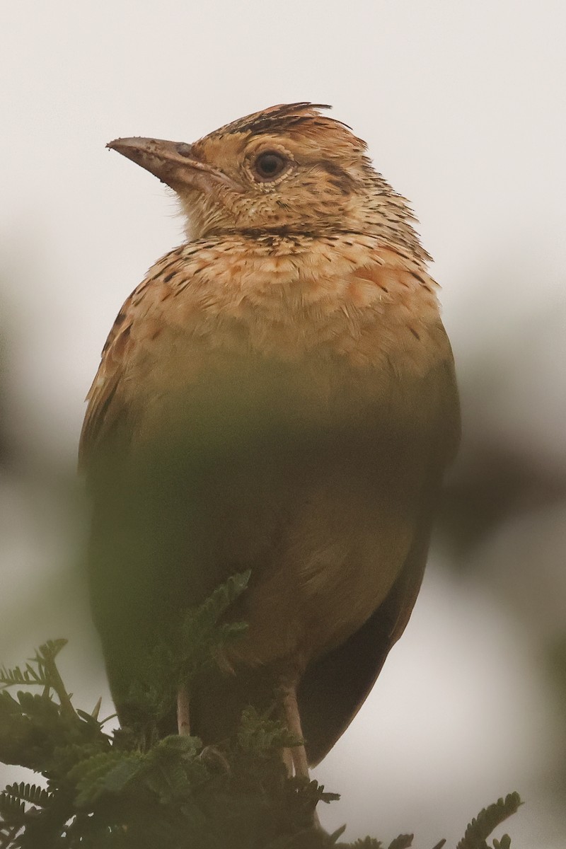 Rufous-naped Lark - ML621744064