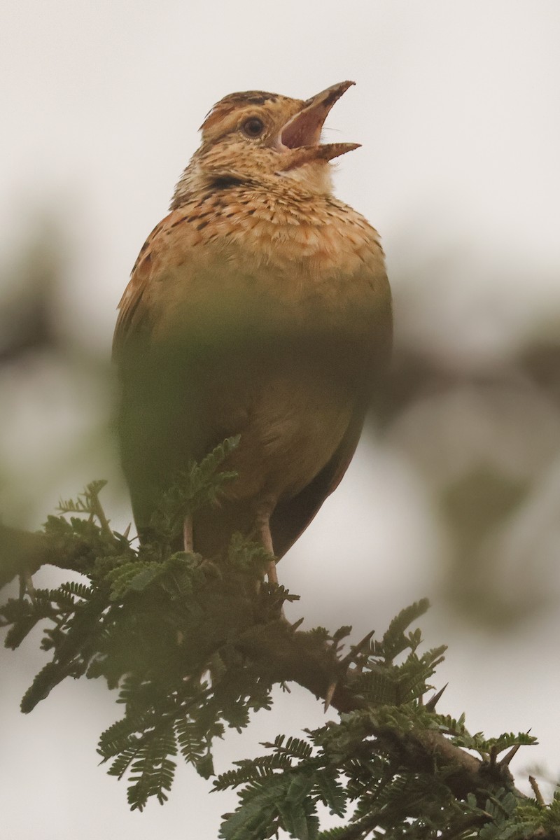 Rufous-naped Lark - ML621744065