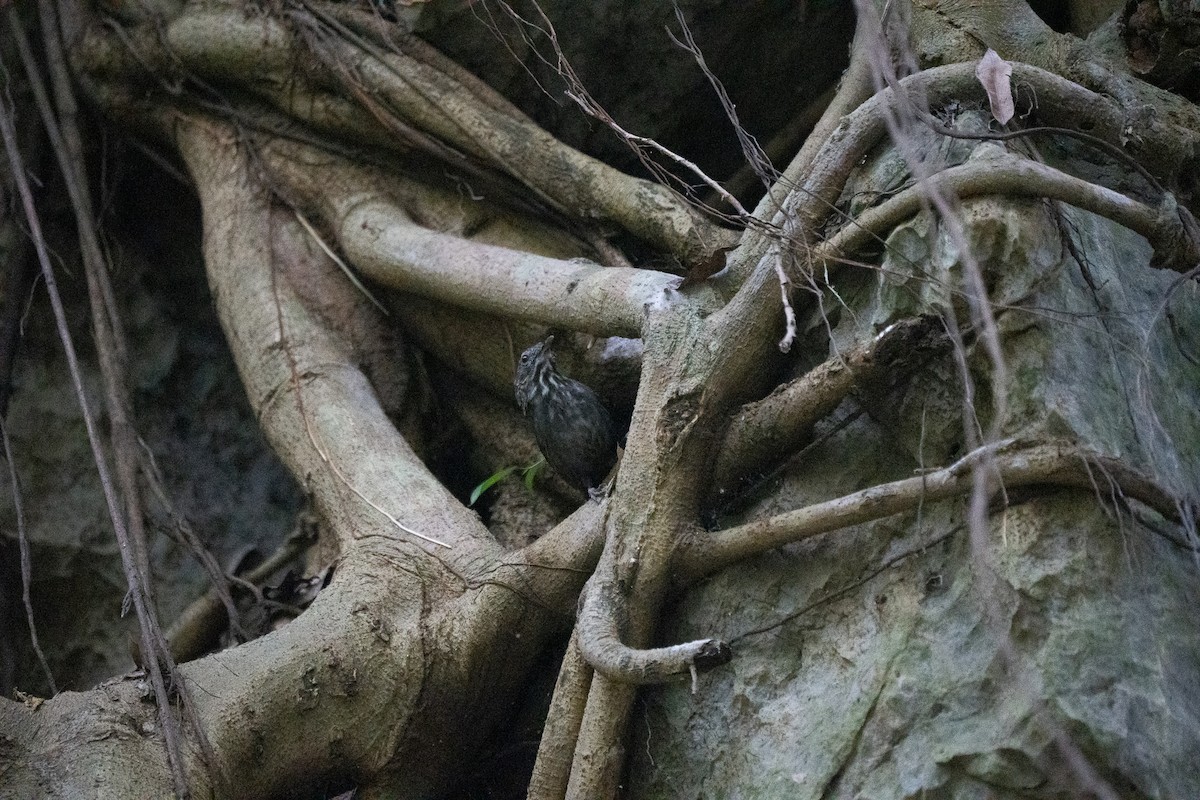 Annam Limestone Babbler - ML621744099