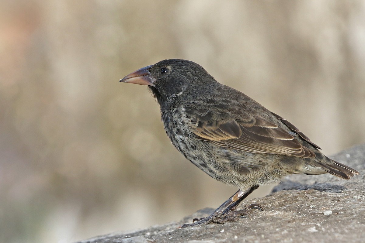 Common Cactus-Finch - Roksana and Terry