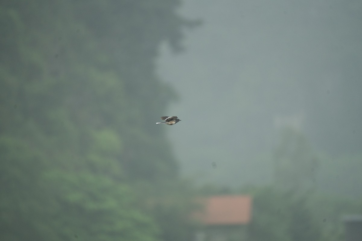 Oriental Magpie-Robin - ML621744127