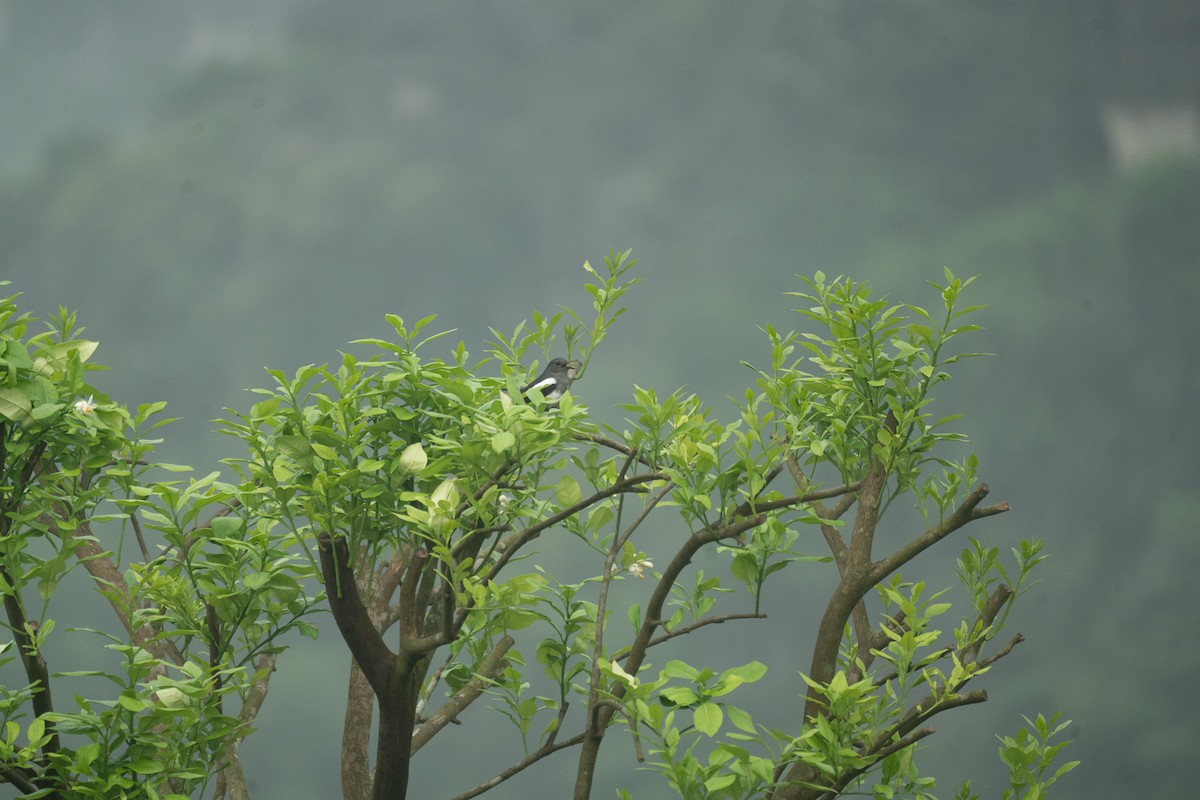 Oriental Magpie-Robin - ML621744128